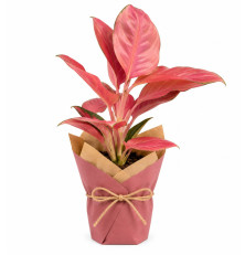 Aglaonema–červená