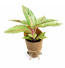 Aglaonema