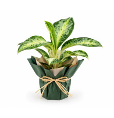 Aglaonema