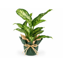Aglaonema