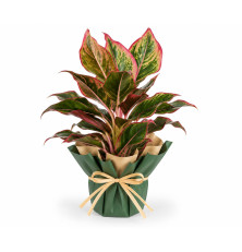 Aglaonema červeno-zelená