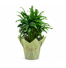 Calathea