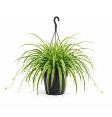 Chlorophytum