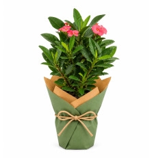 Euphorbia milii ‘Vulcanus’
