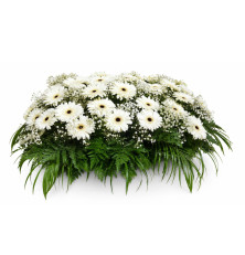Ikebana Sabina-krémová