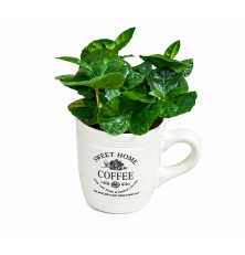 kávovník Coffea Arabica v keramike