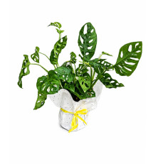 Monstera
