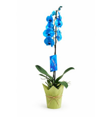 Orchidea-modrá