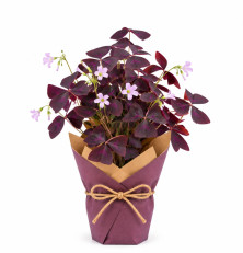 Oxalis triangularis