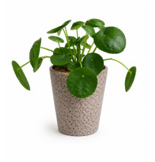 Pilea v keramike