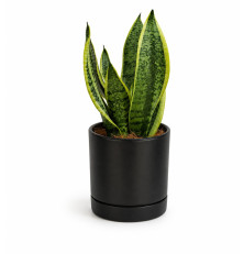 Sansevieria v keramike