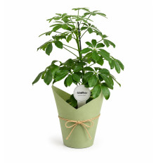 Schefflera