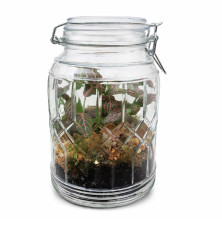 Terrarium Fittonia