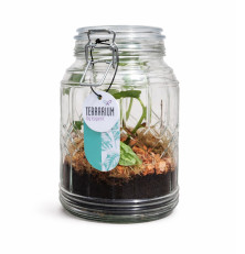Terrarium Scindapsus